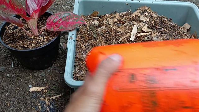 How to Make Growing Media For Aglaonema смотреть онлайн