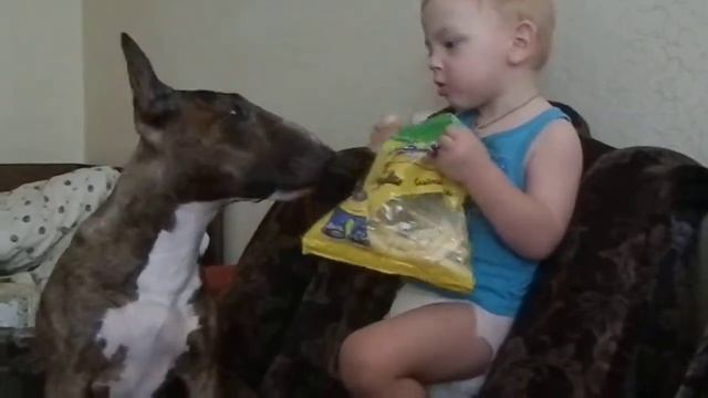 Бультерьер и ребенок) Милые) Bull Terrier and baby смотреть онлайн