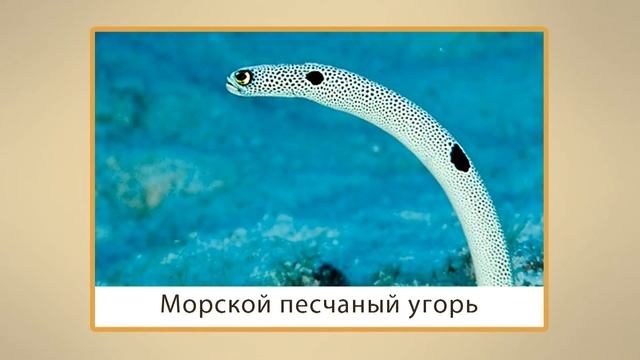 Места обитания рыб. Правила поведения на водоемах. Видеоурок по окружающему миру 1 класс смотреть онлайн