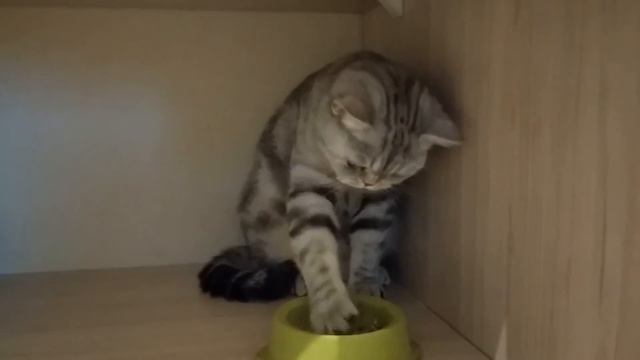 Бусинка культурно кушает))) смотреть онлайн