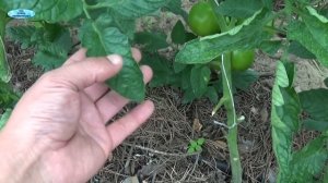 БУРАЯ ПЯТНИСТОСТЬ НА ПОМИДОРАХ-КАК ОБНАРУЖИТЬ НАЧАЛО БОЛЕЗНИ И ЧЕМ ЛЕЧИТЬ ЕЁ.