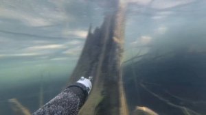 Первая подводная охота без опыта 2019г.  Ружье таймень 600.