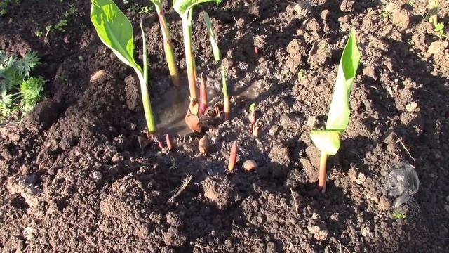 КАННЫ. ПОСАДКА В ОТКРЫТЫЙ ГРУНТ. смотреть онлайн