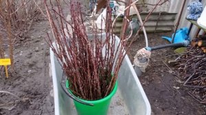 ЗАГОТОВКА ЧЕРЕНКОВ АБРИКОСА для зимней прививки и окулировки