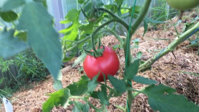 Можно собрать семена из гибрида помидора f1? Эксперимент по выращиванию томатов из семян смотреть онлайн