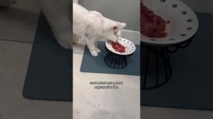 Пушистый влог Тиффани