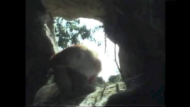 Amazing Animals: Tropical Birds (Part 1 of 2) смотреть онлайн