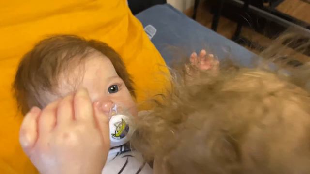 Лиам скинул Тобиаха с кровати 😳 Реборн Лиам обижает Тобиаха Лиам остался с Тобихом Лиам истерика 😭 смотреть онлайн