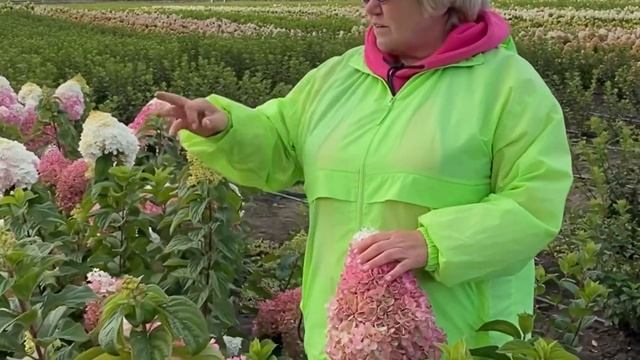 Strawberry Blossom “Клубничное цветение” смотреть онлайн