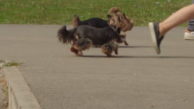 ВЛОГ: Порятунок Жука Оленя! Бордер коллі! Піца BUFET. Закуп. смотреть онлайн