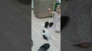 папийон  Эли