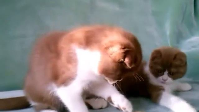 вислоухие котята циннамон "Beauty Star" смотреть онлайн