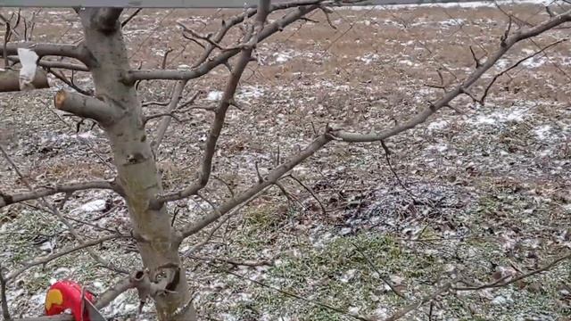 4 февраля 2023 г. Обрезка яблони сорта Флорина на среднерослом подвое смотреть онлайн