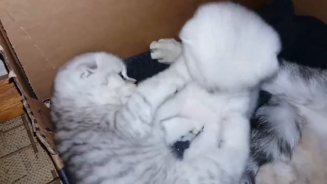 СМЕШНЫЕ И МИЛЫЕ КОТЯТА БЕСЯТСЯ И ИГРАЮТ / ПРИКОЛЫ С ШОТЛАНДСКИМИ КОТЯТАМИ \ ВИДЕО ПРО КОТЯТ смотреть онлайн