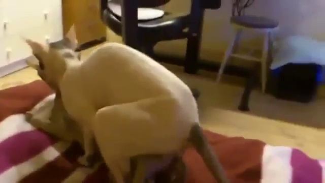 Пушистые Приключения