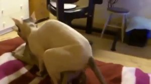 Узнай как размножаются сфинксы