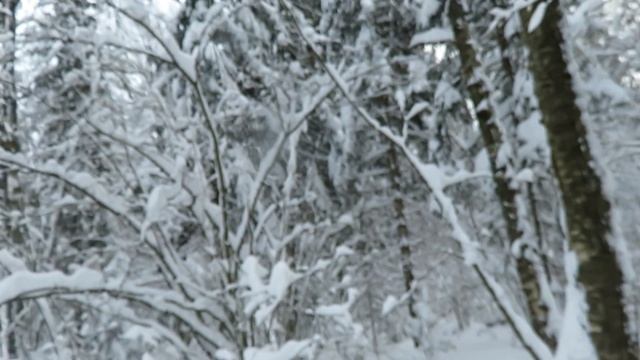 Людмила Васильевна Саповская. "Зима в лесу Зеленограда." смотреть онлайн