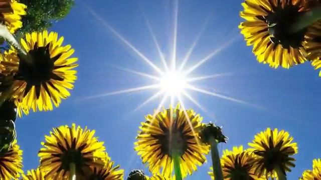 ОДУВАНЧИКИ (сл. В. Мирясовой муз. Т. Панченко) аранж. А. Зорина, исп. М. Мельник.mp4 смотреть онлайн