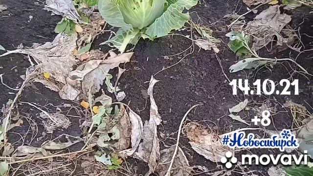 капуста колобок созрела ? смотреть онлайн