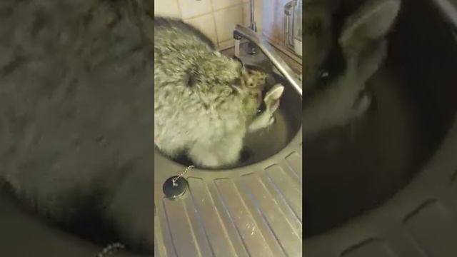 Моет посуду которой нет