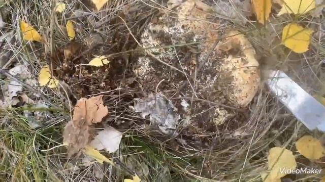 Сбор груздей в осеннем лесу Южного Урала ! Грибной азарт! смотреть онлайн