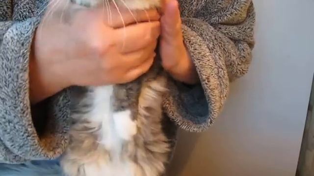 77. Процедура "Тобрекс" смотреть онлайн