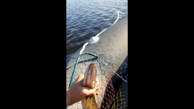 Рыбалка на старице в Тюменской области смотреть онлайн