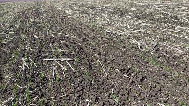 Озимая пшеница, весна 2021. смотреть онлайн