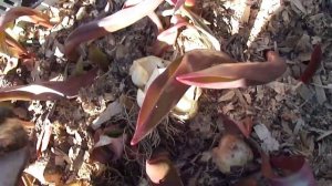 №9.  Как садить тюльпаны после выгонки?