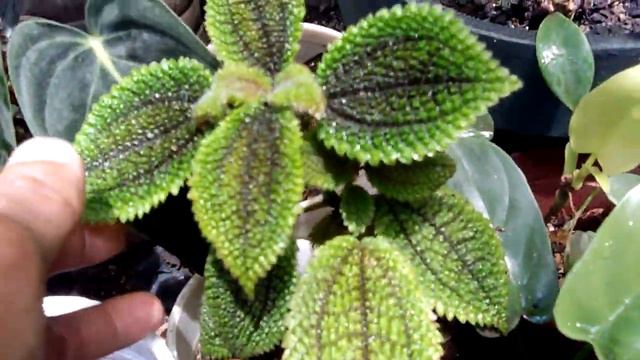 Pilea Moon Valley смотреть онлайн