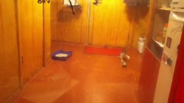 Кот балуется смотреть онлайн