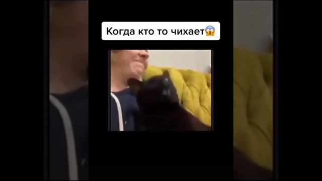Когда кто то чихает🤠🐈😜 смотреть онлайн