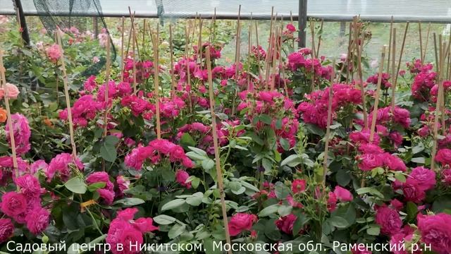 Лидеры продаж. Пять сортов роз группы флорибунда. смотреть онлайн