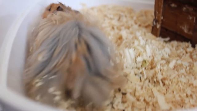 Что с глазом Куки?! Почему кровь?!