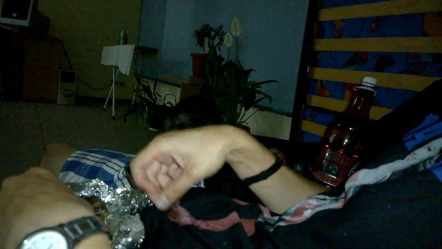 Дерзкий крымский кот!