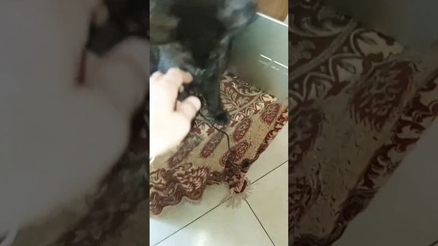 Котёнок мейн-куна по прозвищу Люцифер | Мейн-куны | Породы кошек | Выбираем породу кошек | Уиппеты смотреть онлайн