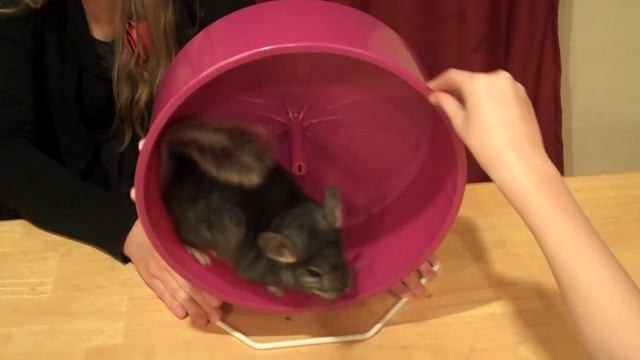 Chinchilla Science Project - Running Wheel смотреть онлайн