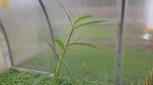 Ива Американка гигантская, первый сбор урожая черенков