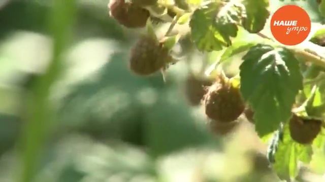 Как уничтожить вредителей на малине смотреть онлайн