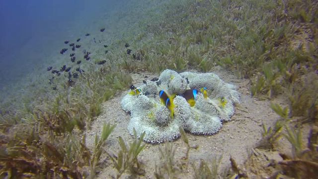 ДАЙВИНГ В ДАХАБЕ / КРАСНОЕ МОРЕ / Анемон. смотреть онлайн