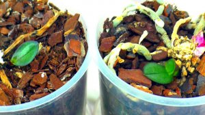 Как вырастить НОВУЮ Орхидею - Детку, на сухом пеньке? Размножение Орхидеи фаленопсис.