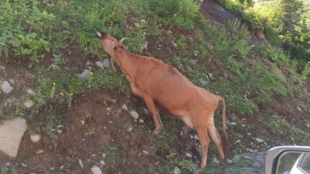 Гомис Мта - ВЫШЕ ОБЛАКОВ | Грузия Гурия: Гора ГОМИ и Озеро ЧИНЧАО #WithMe