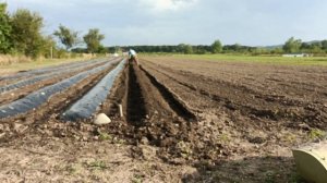 Катаем грядки для клубники тяжелым мотоблоком.