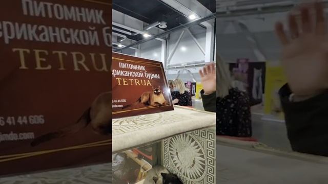 Знакомьтесь - это американская бурма смотреть онлайн