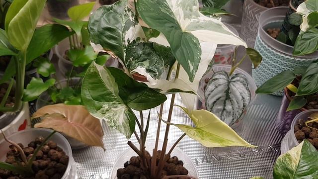 Poniedziałek w GrowBoxie #11 / Aglaonema Bidadari / Inpost dał d.... смотреть онлайн