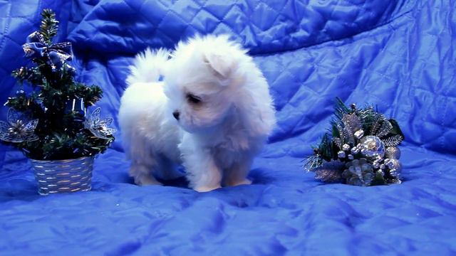 Teacup Maltese Puppy girl for sale смотреть онлайн