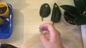 Как вырастить фикус из ЛИСТА. Часть 3( попытка №2) /  Grow a FICUS from a LEAF