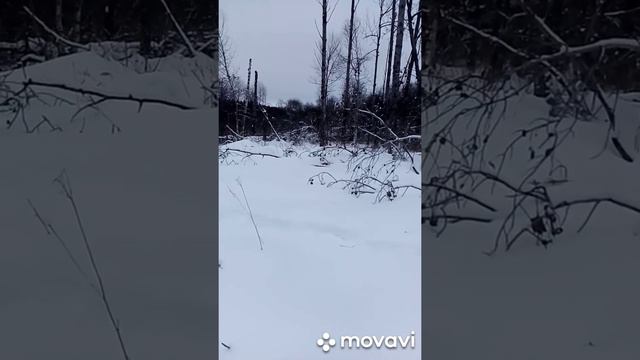 Охота на зайца с русской гончей смотреть онлайн