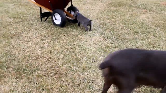 Weimaraner Puppies For Sale смотреть онлайн