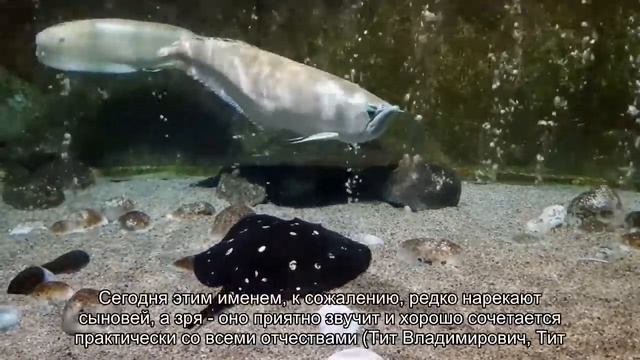 Значение имени Тит. Толкование, судьба, характер смотреть онлайн